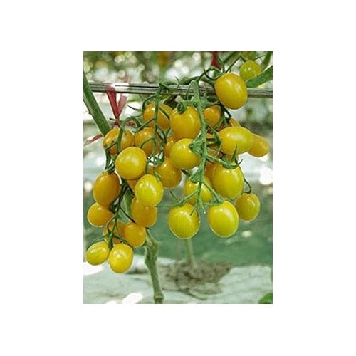 Yellow Tomato Seeds for Planting [neera-v5-471ee7bd5c2435aa2b95]