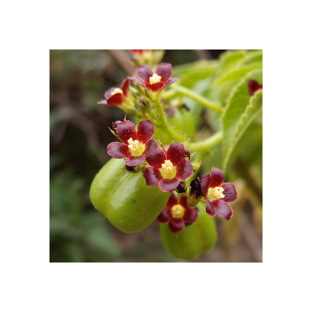 Red Organic Bellyache Bush Plant Planting Heirloom Non Gmo Flower Seeds Home Garden [neera-v5-47231eb71df2cc0e6447]