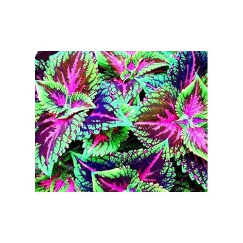 Heirloom Non-GMO Rainbow Dragon Coleus Plant Seeds for Garden Planting [neera-v5-4738649da9b280472b5d]