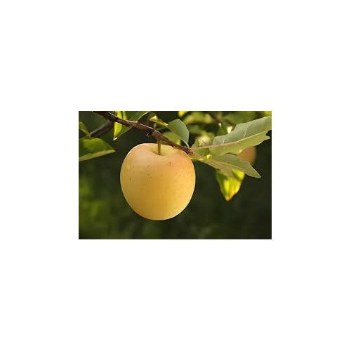 Golden Yellow Apple Fruit Seeds for Planting [neera-v5-47543e6d5fff4cf9baed]