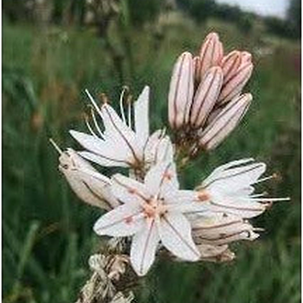 Heirloom Non-GMO Asphodelus Albus Flower Seeds for Planting [neera-v5-475ceae446866ca4647d]