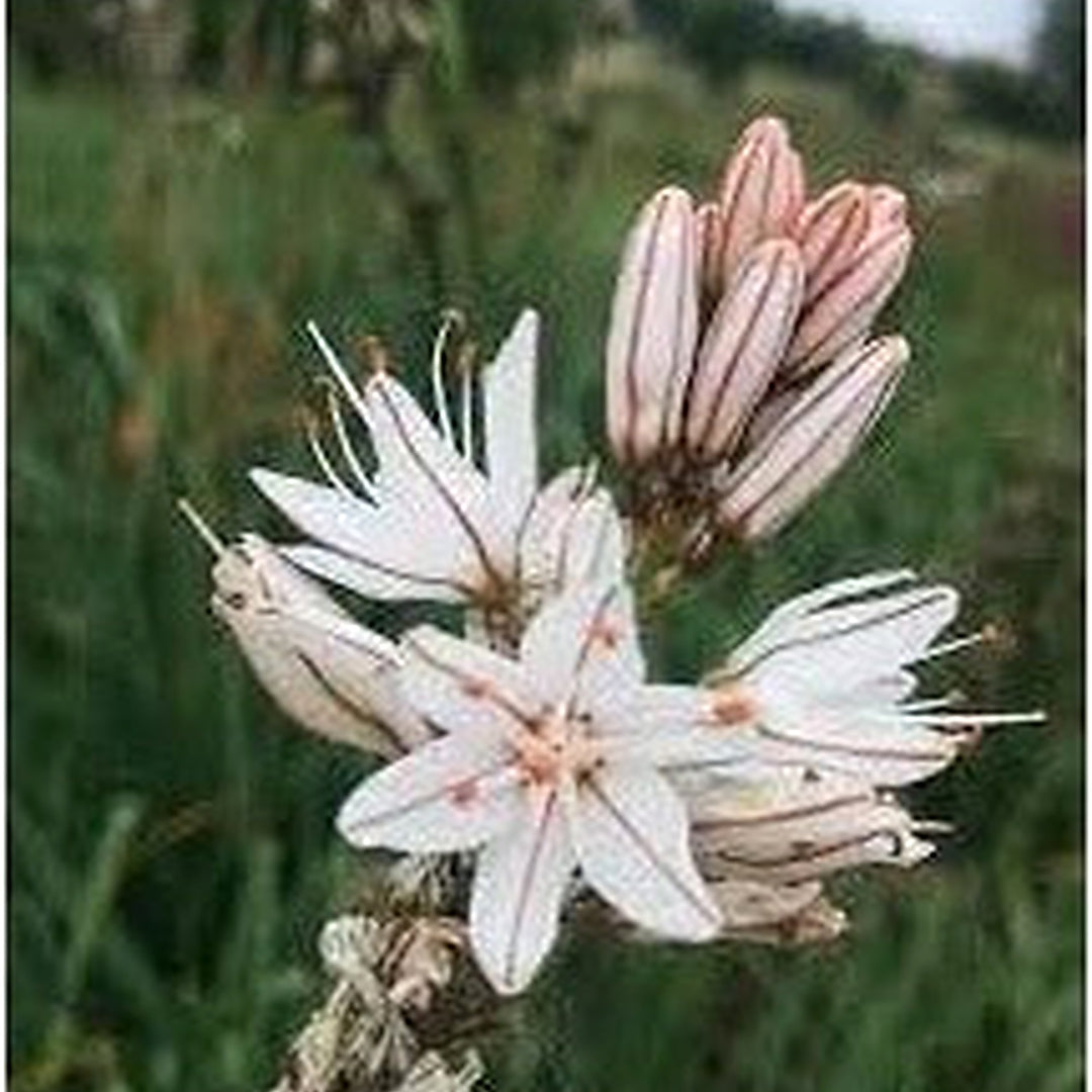 Heirloom Non-GMO Asphodelus Albus Flower Seeds for Planting [neera-v5-475ceae446866ca4647d]