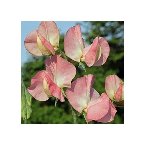 Heirloom Non-GMO Light Pink Sweet Pea Flower Seeds for Planting [neera-v5-47625fc6e470412564ca]