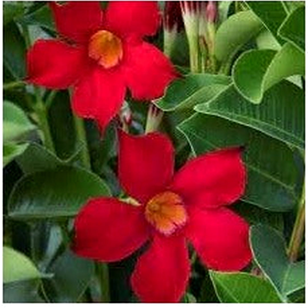 Heirloom Dipladenia Flower Seeds, Non-GMO Tropical Vining Blooms for Decorative Garden Planting [neera-v5-476966ff9ef3eb41d863]