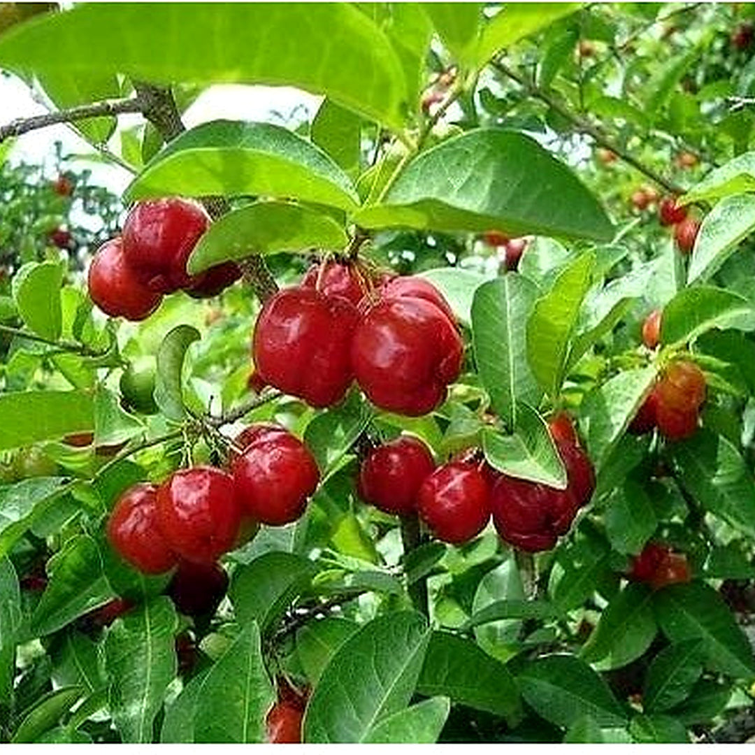Portal Cool Pitanga Fruit Seeds [neera-v5-476ec01c2ac411477b36]