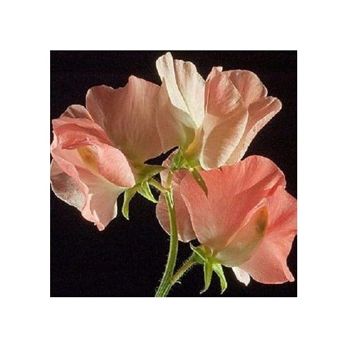 Heirloom Peach Sweet Pea Flower Seeds [neera-v5-476ff9e4783cb698a114]