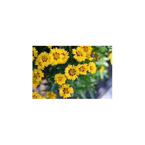 Spring Madia Flower Seeds [neera-v5-4773b25bac36254ae39b]