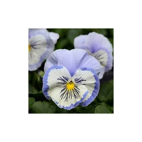 White Blue Pansy Flower Seeds for Planting [neera-v5-477526c04e964727206f]
