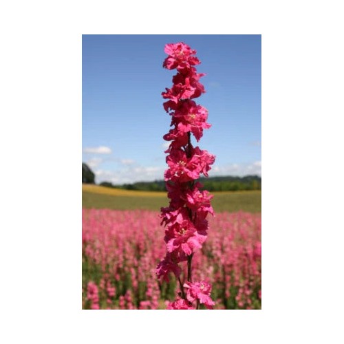 Rocket Larkspur Delphinium Deep Carmine Flowers Pollinators Non Gmo Heirloom Flower Seeds Home [neera-v5-4776ccb43606d27fd4c9]