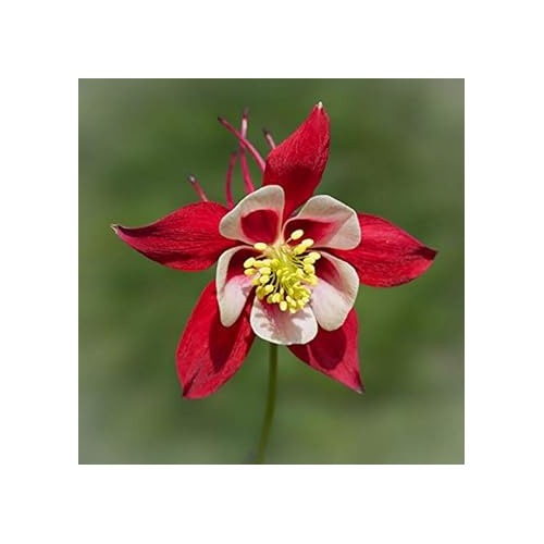 Heirloom Non-GMO Columbine Flower Seeds for Planting [neera-v5-47794e346bd5f74ea6f9]