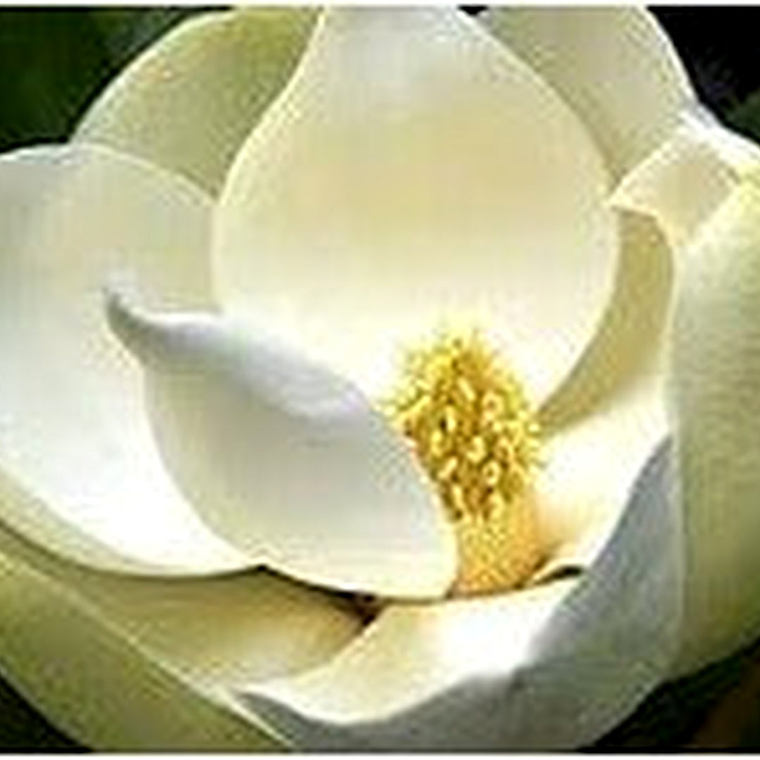 Heirloom Non-GMO Magnoliaceae Flower Seeds for Planting [neera-v5-477bd69ad98bfc874b5f]