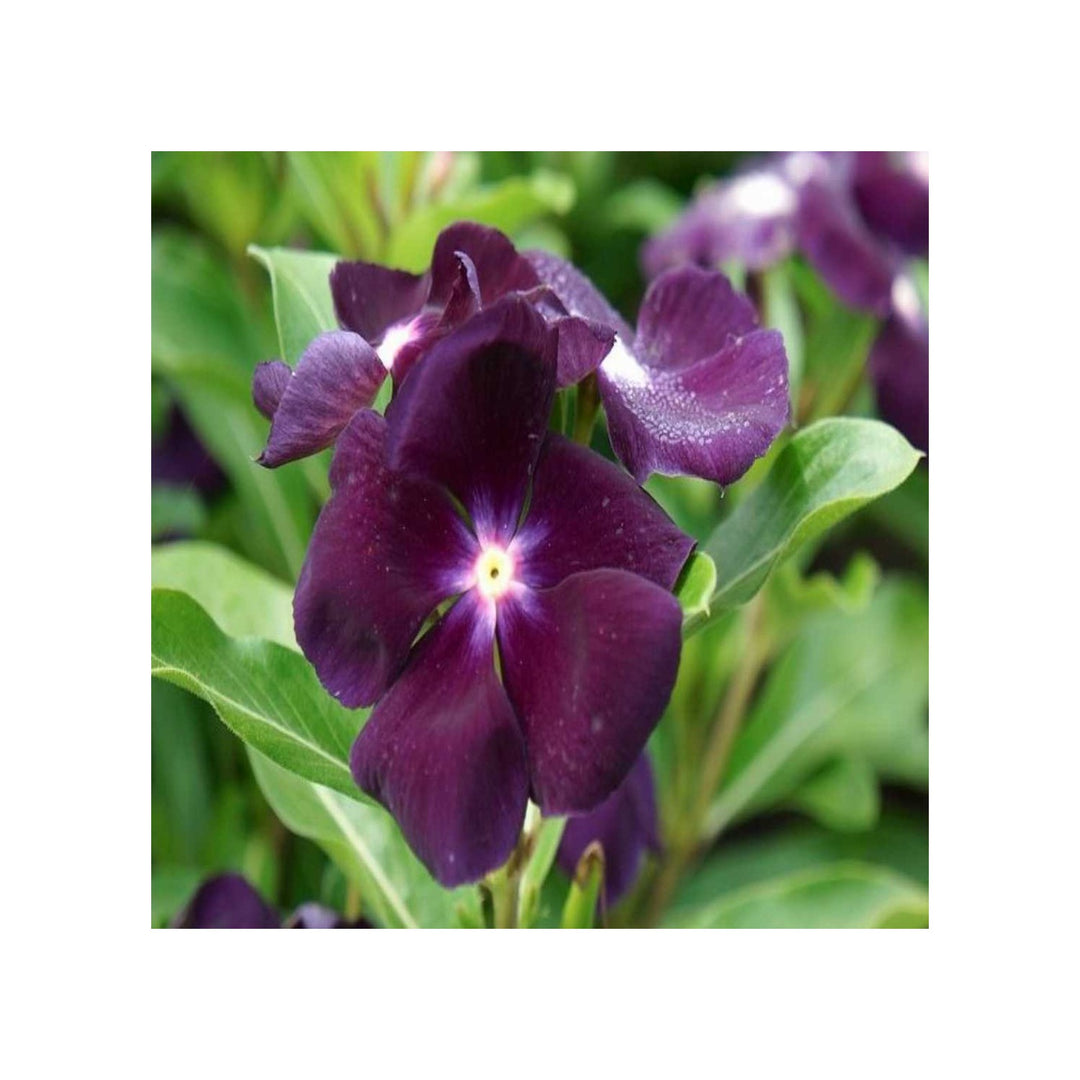 Vinca Flower For Planting Flower Seeds for Home Garden Planting, Landscape Organic Blooming [neera-v5-477c548e4f88105ab6d9]