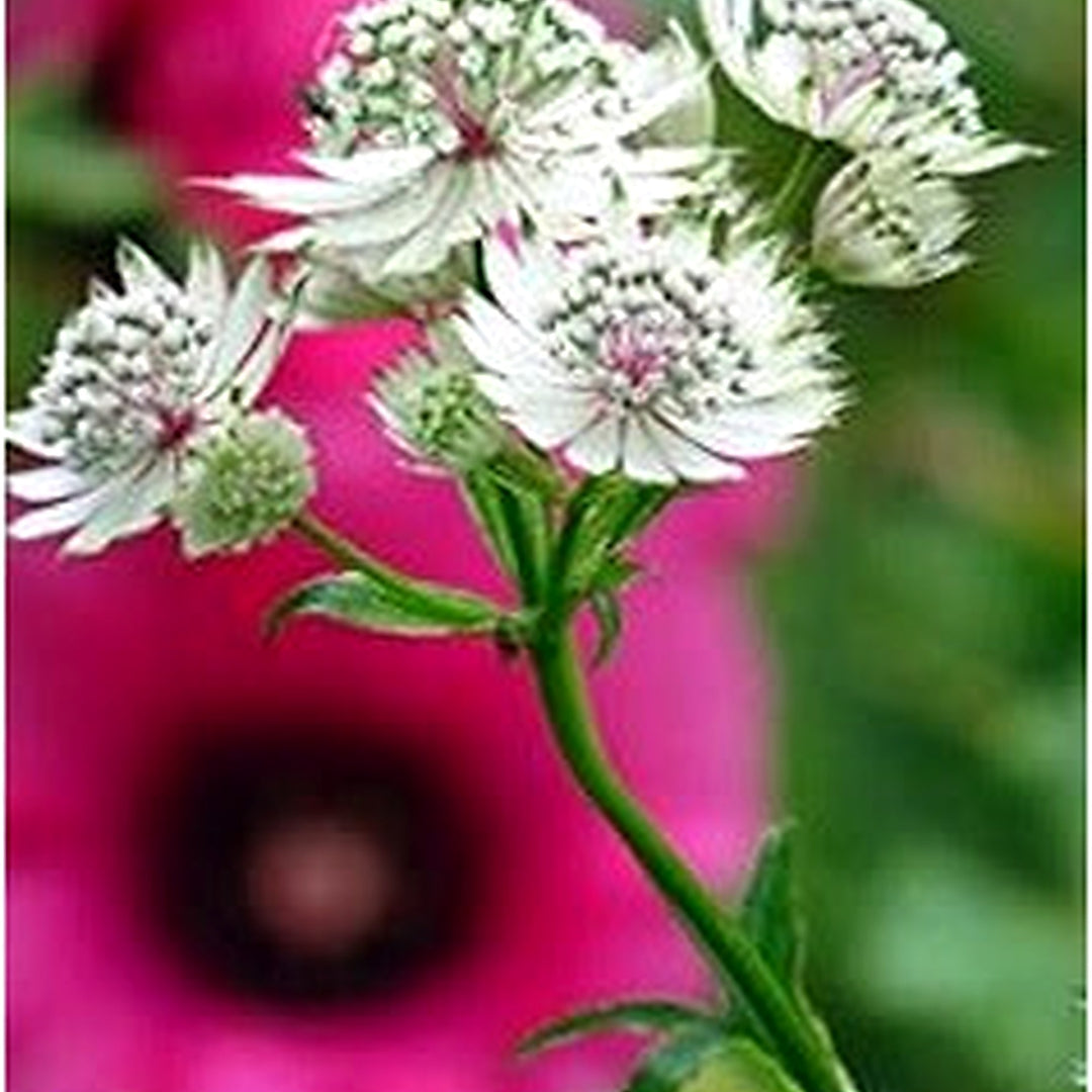 Organic White Astrantia Flower Seeds for Planting [neera-v5-4783b56d97f4cdbf019c]