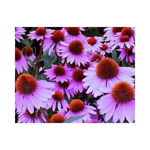 Purple Coneflower Planting Non Gmo Garys Store Fresh Crop Heirloom Perennial Pollinator [neera-v5-478de88746d7aa66bc3e]