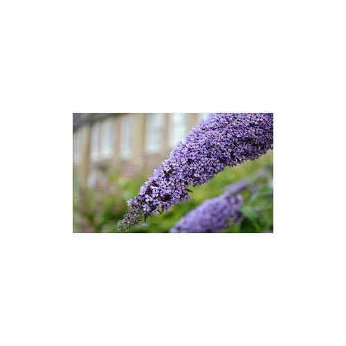Violet Buddleja Plant Seeds for Planting [neera-v5-4798077b7d42a26cb4b7]
