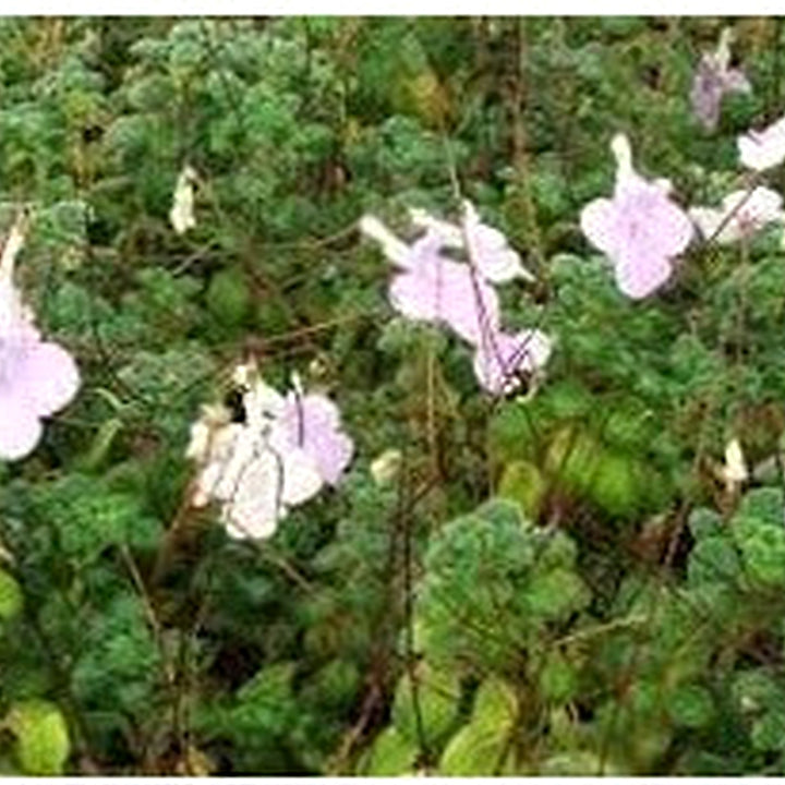 Heirloom Non-GMO Streptocarpus Flower Seeds for Garden Planting [neera-v5-4799810cbc1ece468e69]