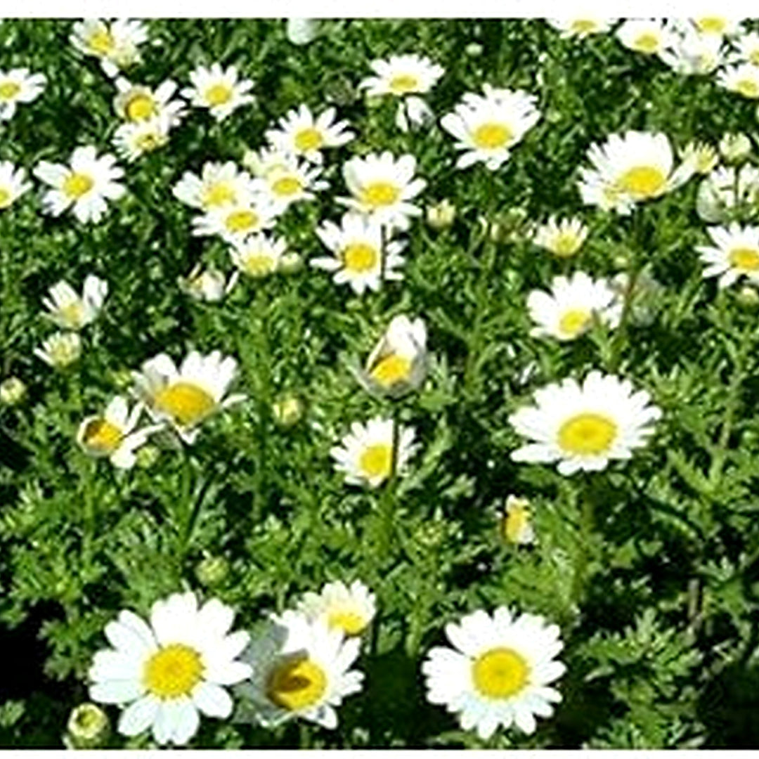 White Paludosum Flower For Planting Flower Seeds for Home Garden Planting, Vibrant Organic Blooming [neera-v5-47b82e2421f5656d1d40]