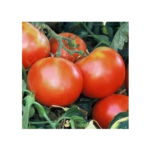 Heirloom Red Tomato Seeds for Planting [neera-v5-47bc3d7cbb23d42cd369]
