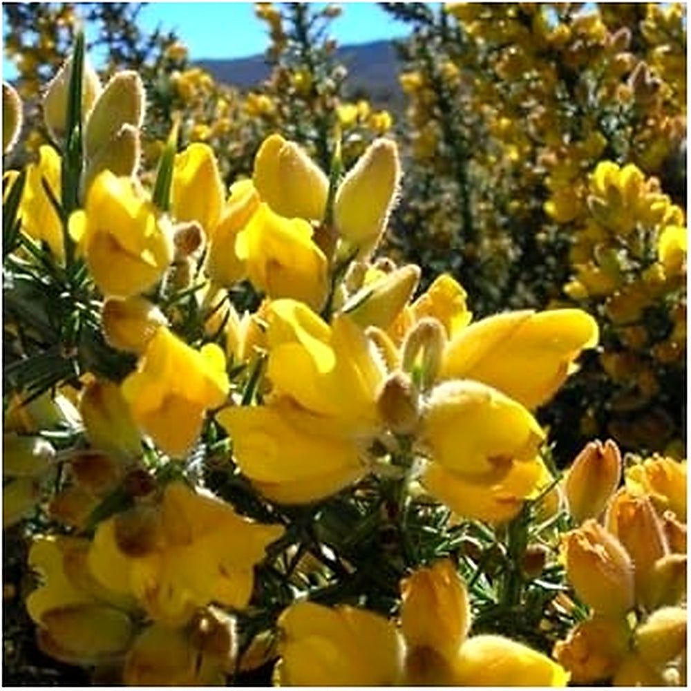 Yellow Gorse Ulex Europaeus Plant Seeds for Planting Heirloom Non-GMO High Germination Organic Garden Seeds [neera-v5-47be0ce937167859e787]