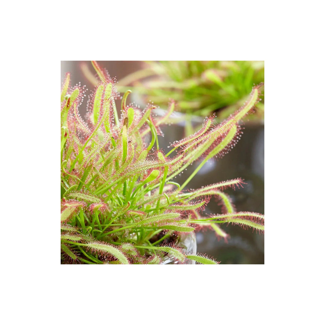Green Sundew Clip Plant For Planting Flower Seeds for Home Garden Planting, Landscape Organic [neera-v5-47c80d205720e3f081f0]