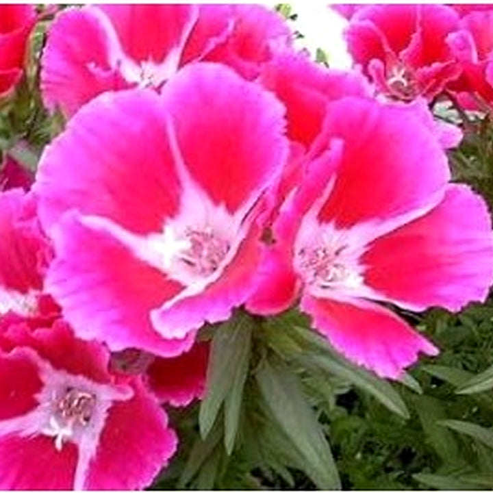 Pink Godetia Flower Seeds for Planting [neera-v5-47cfac3c39bbb69204d5]