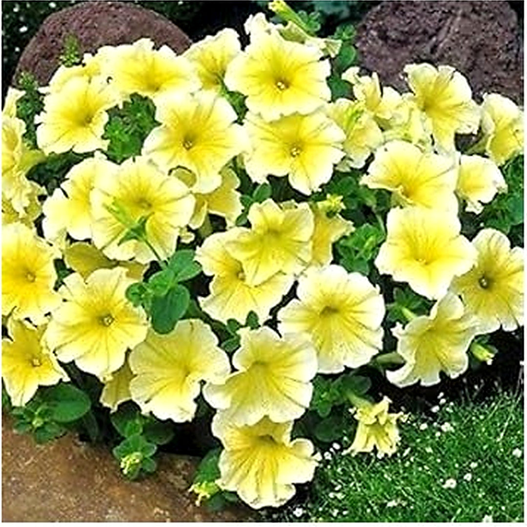 Yellow &amp; White Heirloom Petunia Flower Seeds [neera-v5-47d03628379f06574ce5]