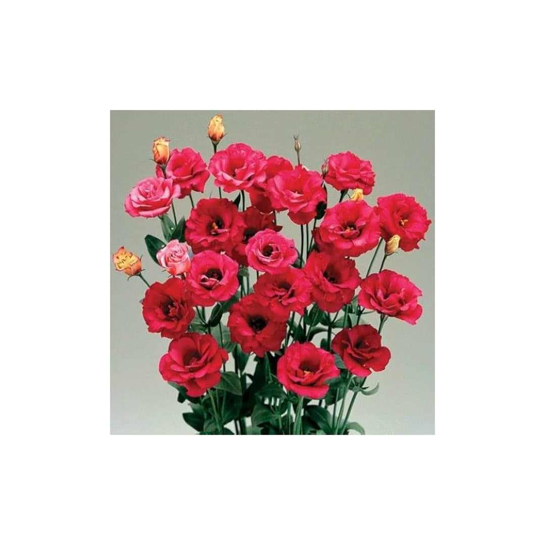 Red Lisianthus Eustoma Griflorum Flower For Planting Ideal For Backyard Gardening Floral [neera-v5-47d4aee2e4294fe8d0cb]