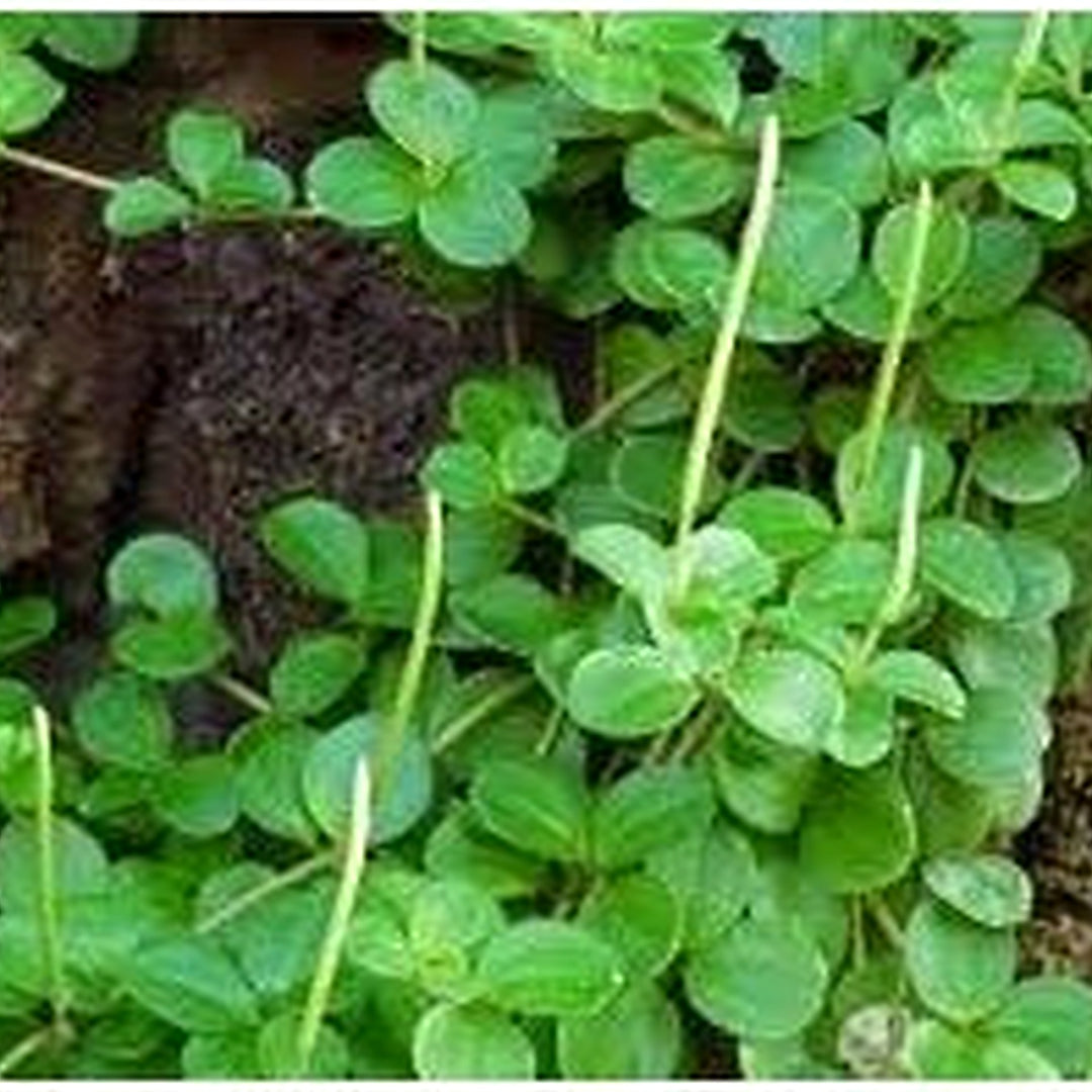 Peperomia Plant Seeds for Planting [neera-v5-47e4dadb61b99ae26479]