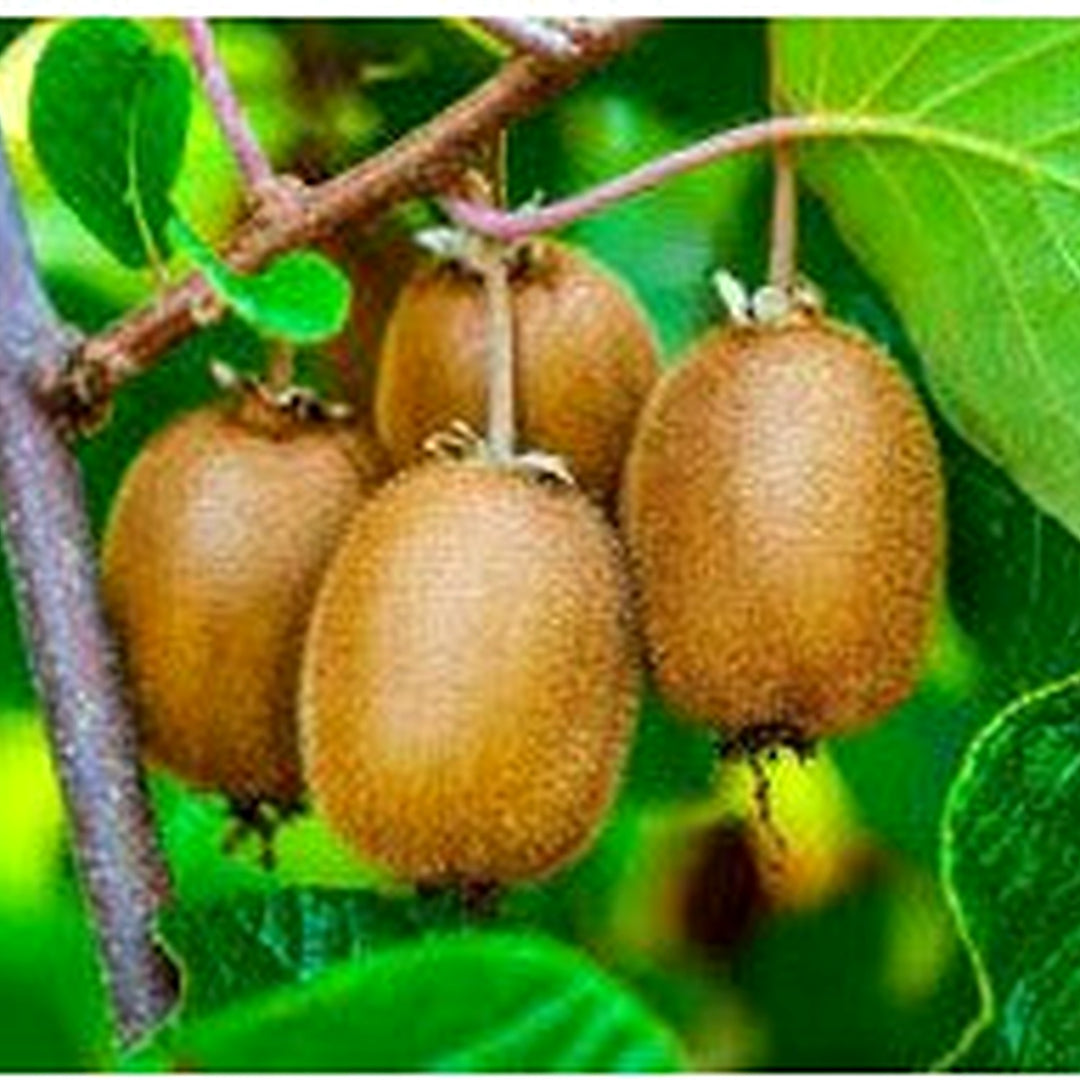 Actinidia Polygama Plant Seeds for Planting [neera-v5-47e9ad7cd27346a06797]