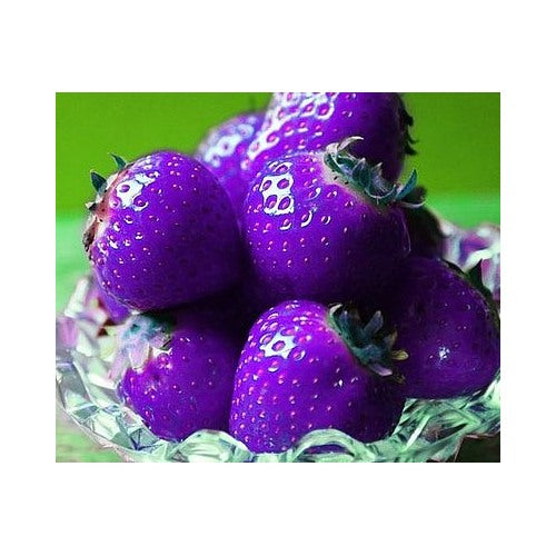 Purple Strawberry Fruit Seeds for Planting [neera-v5-47fb3fba17c9afe313ec]