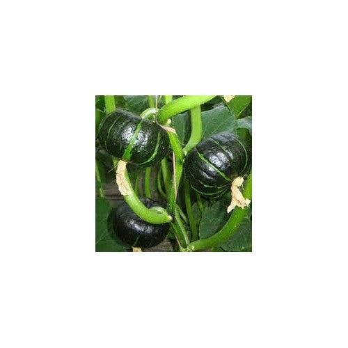 Kabocha Japanese Vegetable Pumpkin Seeds for Planting [neera-v5-480420a67191f68132b6]