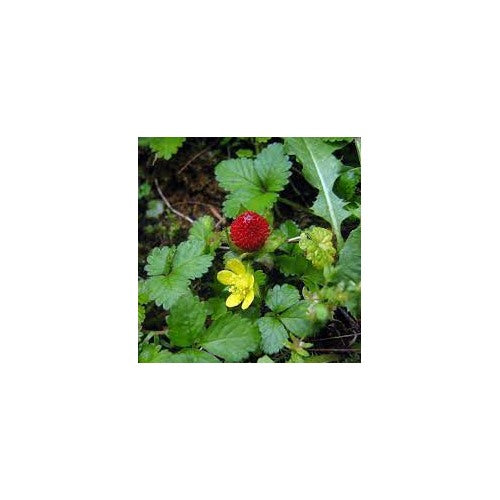 Edible Red Mock Strawberry Seeds (Potentilla Indica/Duchesnea) for Planting [neera-v5-48064470f1e36179c415]