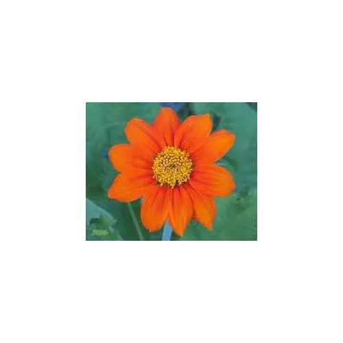 Orange Mini Sunflower For Planting Bright Dwarf Blooms Easy To Grow Ideal For Home Gardens Flower [neera-v5-480b9b2512c3888b9c4b]