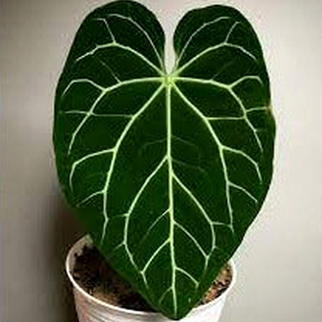 Anthurium Magnificum Plant Seeds for Planting [neera-v5-48157eb10a7a4bcb0276]