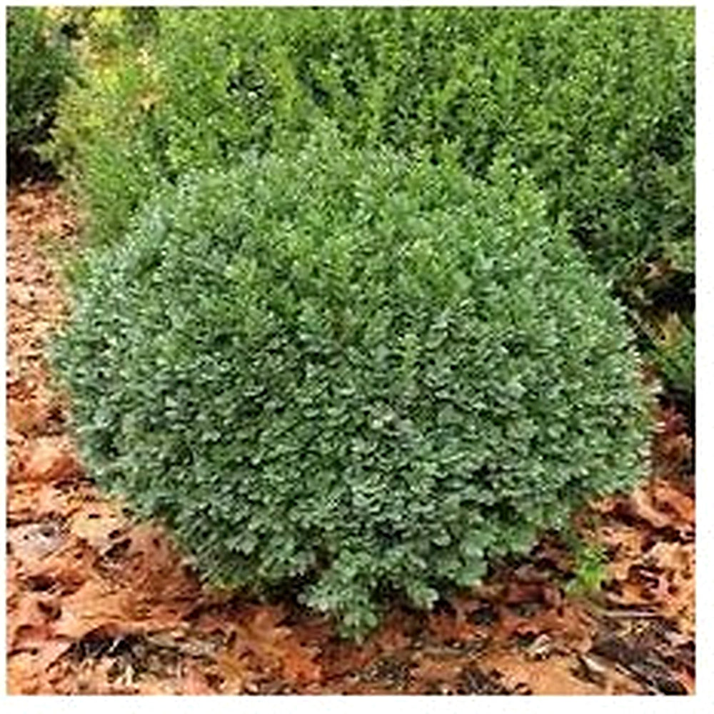 Green Yaupon Seeds for Planting [neera-v5-48163f8de1fcb931f85f]