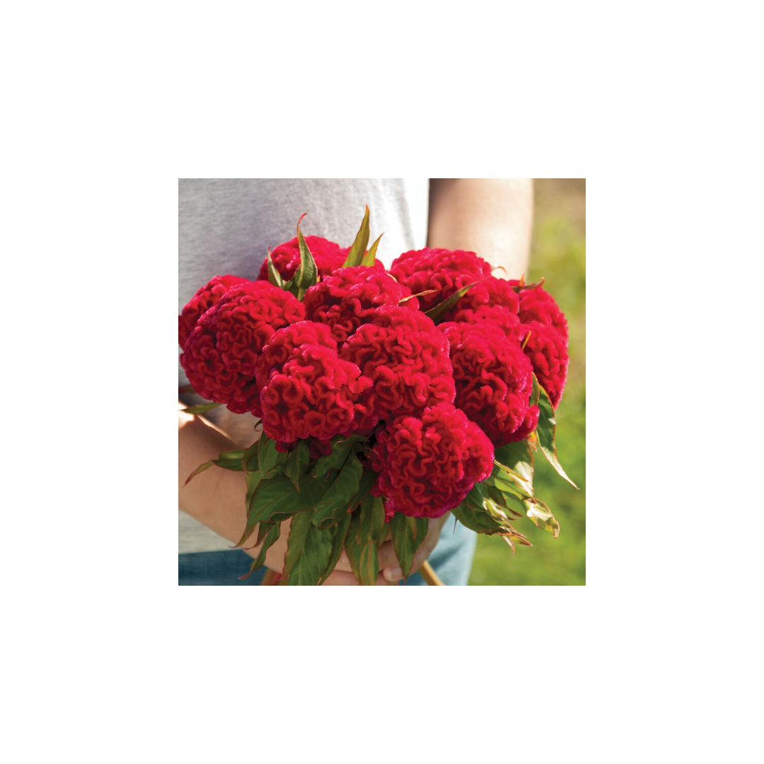 Celosia Flower Heirloom Non Gmo Vibrant Amaranthine Blooms Summer Gardens Flower Seeds Home [neera-v5-48253c0a8a3782c77f7a]