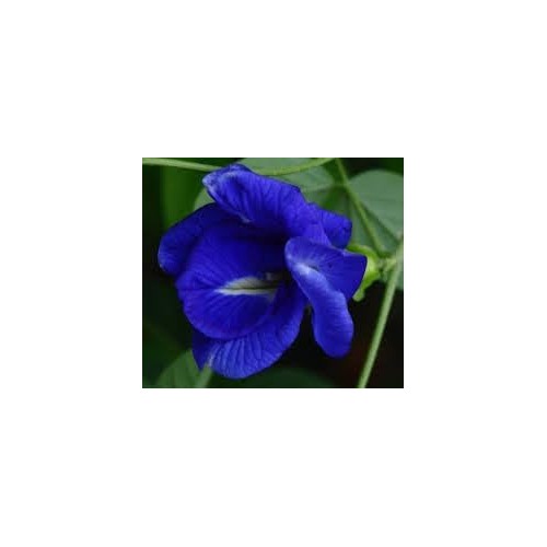 Clitoria Ternatea Seeds for Planting [neera-v5-482ba363f07db5896c71]