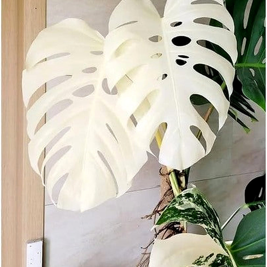 Monstera Albo Variegata [neera-v5-483ad6702019c8c9220f]