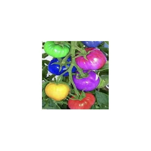 Heirloom Rainbow Tomato Vegetable Seeds for Planting [neera-v5-483bd150601cc80589c2]
