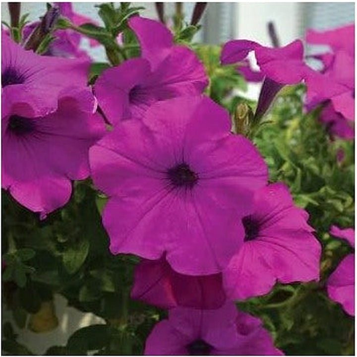 Deep Pink Petunia Flower Seeds [neera-v5-483e8202d55f915ca3da]