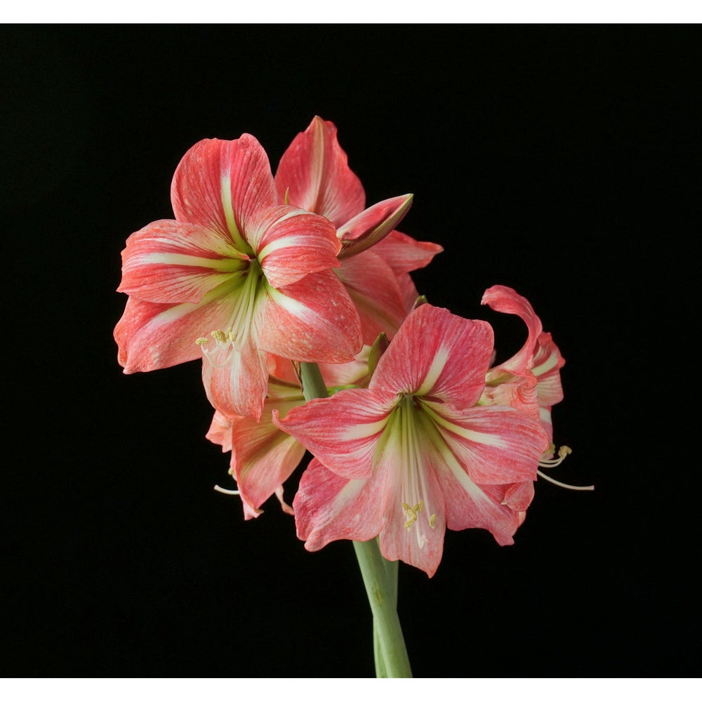 Hippeastrum Flower Heirloom Non Gmo Amaryllis Elegant And Colorful Gardens Flower Seeds [neera-v5-484762c88f66de82a7fb]