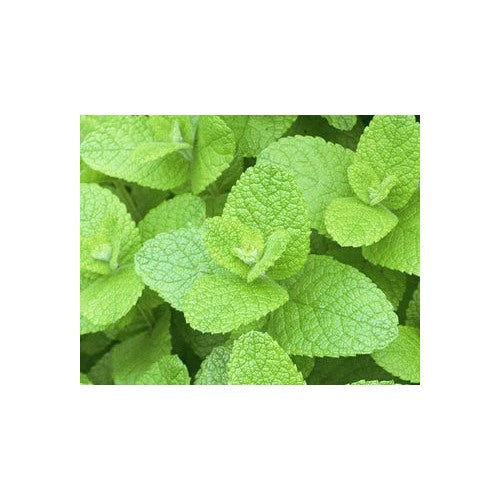 Apple Mint Herb Seeds for Planting [neera-v5-484d1554941fa1bf7f6a]