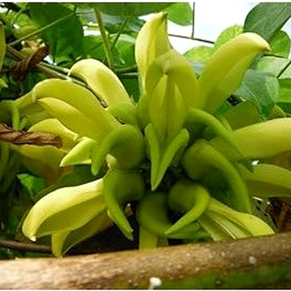 Light Green Strongylodon Flower Seeds [neera-v5-484f63bdbdea5e972e53]
