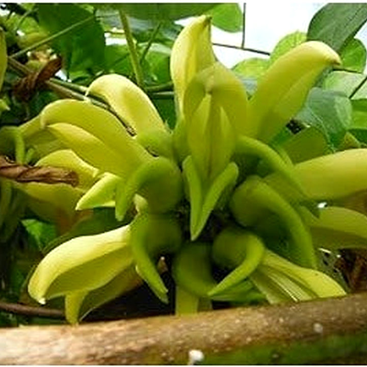 Light Green Strongylodon Flower Seeds [neera-v5-484f63bdbdea5e972e53]