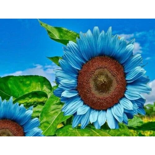 Heirloom Sky Blue Sunflower Seeds for Planting [neera-v5-4853b4a1311679fd472f]