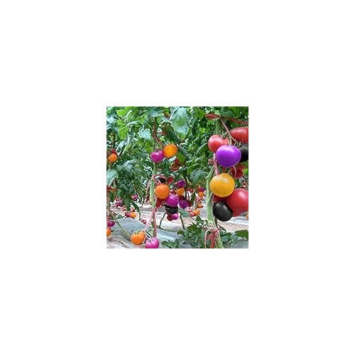 Mixed Giant Tomato Seeds for Planting [neera-v5-485ae34acd4136822270]