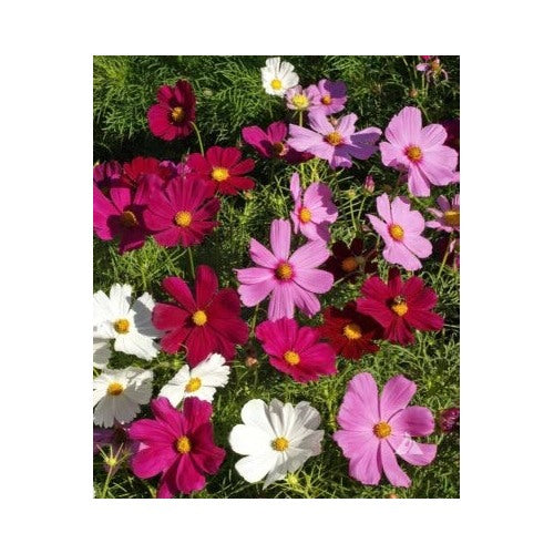 Dwarf Cosmos Mix Short Compact Colorful Pollinators Heirloom Non Gmo Flower Seeds Home Garden [neera-v5-485e0a7c4305aef7d8dd]