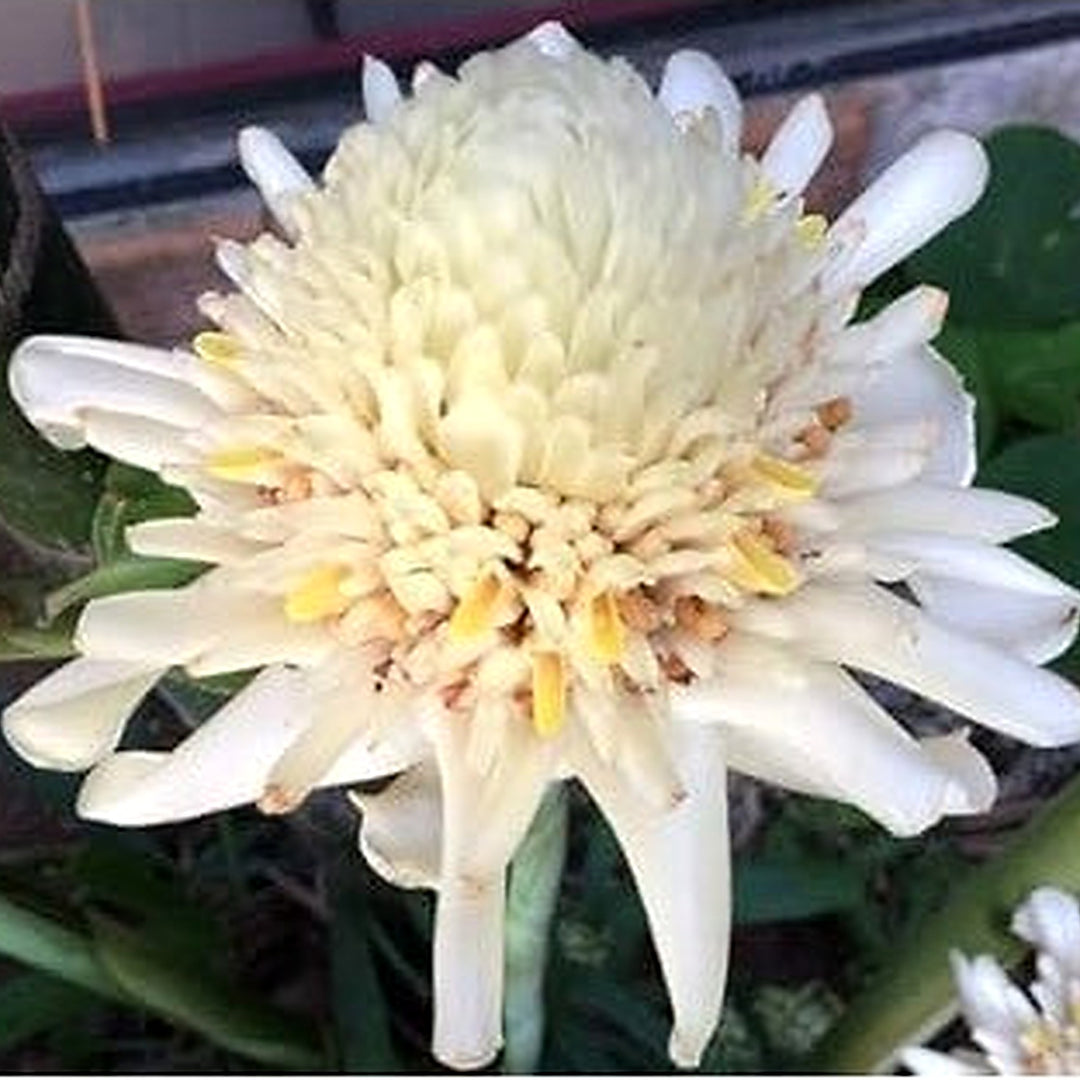 White Etlingera Elatior Flower Seeds [neera-v5-485e3c21ecb02d64d194]