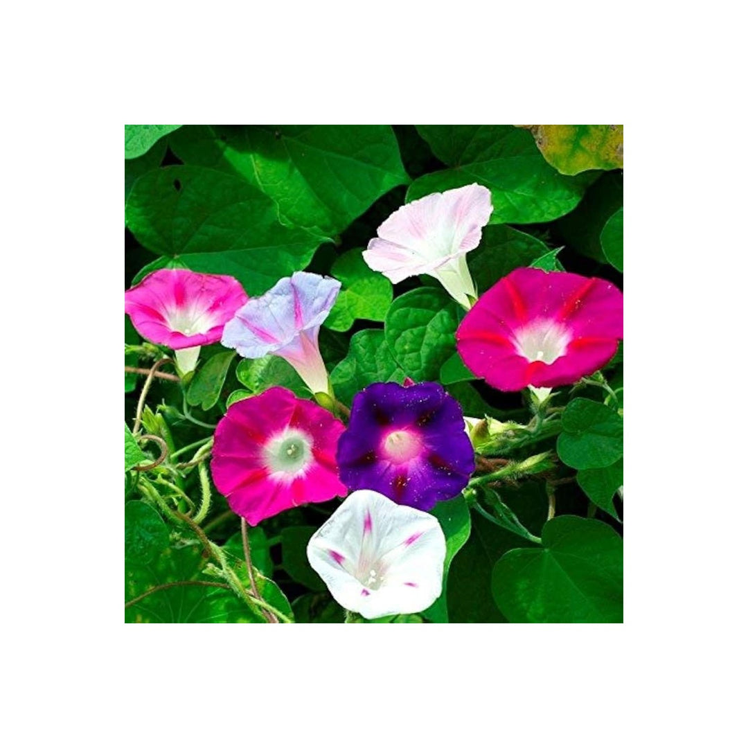 Morning Glory Ipomoea Purpurea Flower For Backyard Gardening Fences Flower Seeds for Home [neera-v5-48650039fe1219924646]