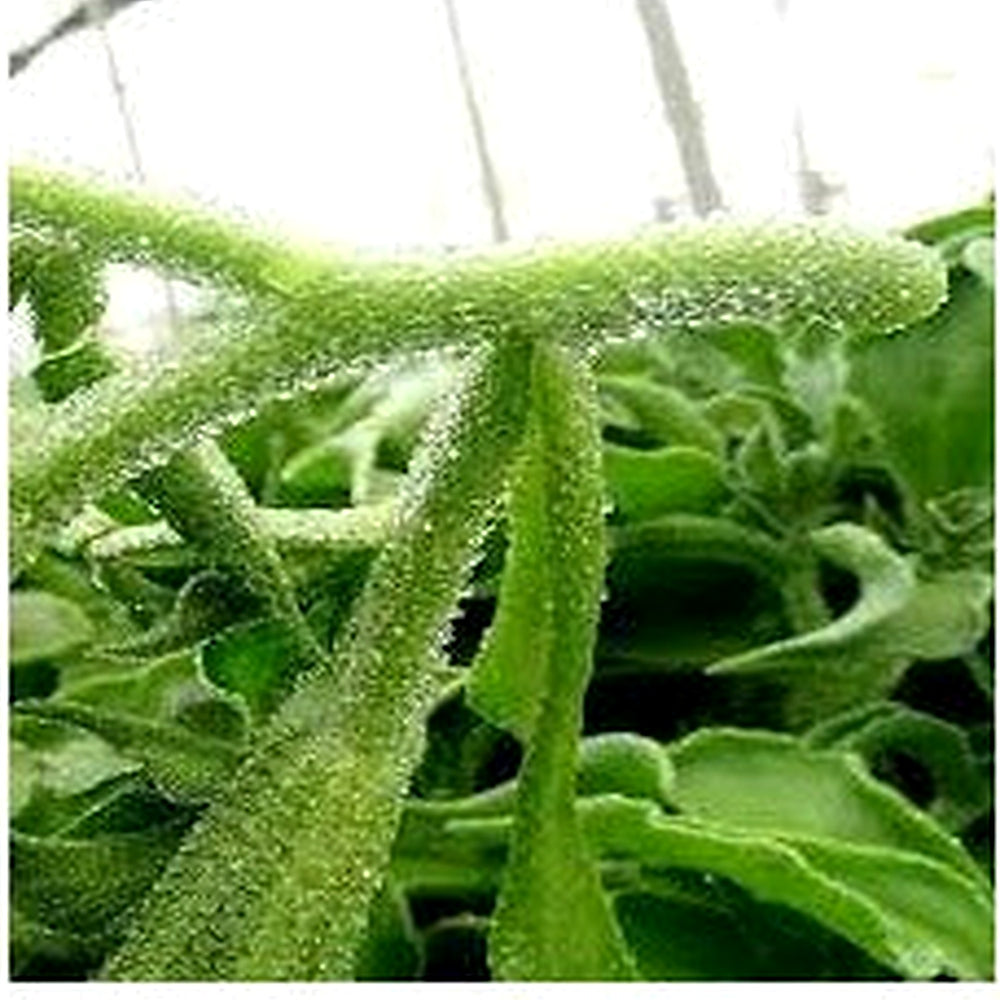 Crystal Iceplant Seeds for Planting | Heirloom, Non-GMO, High Germination Organic Garden Seeds [neera-v5-486bb3f89b22abf8bb4f]